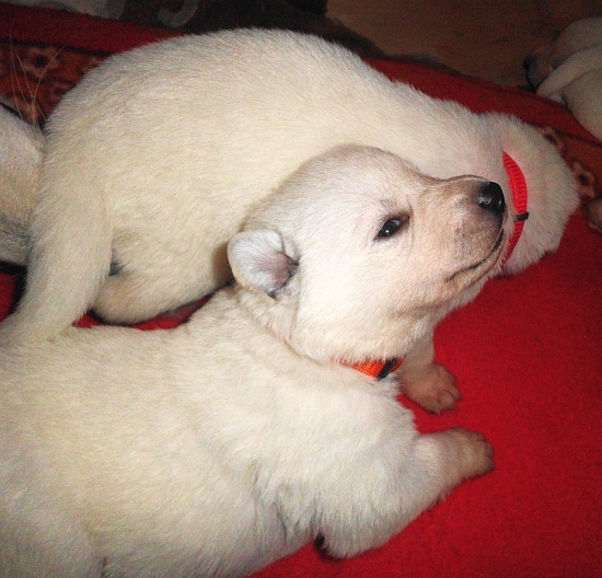 Weisser Schferhundwelpe von den Grenzgngern